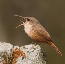 Birds Of Cape Cod Book Canyon Wren Irish Wren Daffnet Org Wren Bird Book Bird