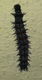 Black And Red Spiky Caterpillar California Black Furry Spiny Caterpillars All Over My Southern California Home Nymphalis Antiopa Bugguide Net