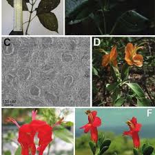 Image result for Acanthopale pubescens