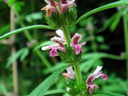 Image result for Leonurus japonicus