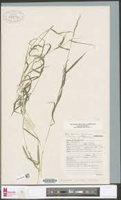 Image result for Danthoniopsis dinteri