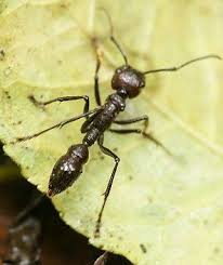 The 10 Most Painful Stings On The Planet By The Self Sacrificing Man Who Tried 150 Different Varieties In The Name Of Science Rainforest Creatures Insects Insect Stings