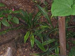 Image result for Chlorophytum subpetiolatum