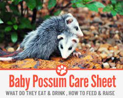 What Do Baby Possums Eat And Drink How To Feed Raise Care