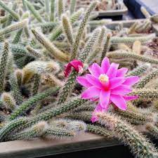 Disocactus flagelliformis Schlangenkaktus - Uhlig Kakteen - Über 5000  verschiedene Arten