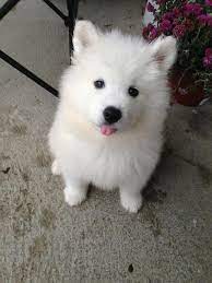 Samoyed Puppy Aww His Little Tongue I Want Him Samoyed Puppy Cute Animals Dog Breeds