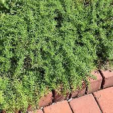 Image result for Satureja