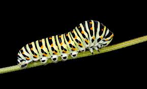 caterpillar wikipedia