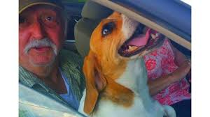 Missing beagle reunited with owner after car crash