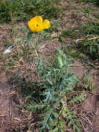 Image result for Argemone mexicana