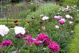 Hbf2020g · dutch tulip bulbs · seeds ship free What Is A Perennial Flower Or Plant