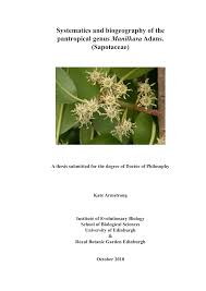 Image result for Vitellariopsis kirkii