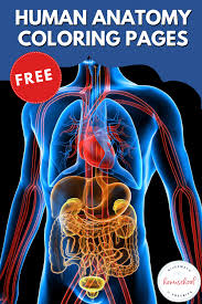 Scientists, teachers, writers, illustrators, and translators are all important to the program. Free Human Anatomy Coloring Pages For Students