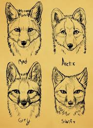 Summer North America Fox Faces By Skeleion On Deviantart In 2020 Fox Drawing Fox Face Animal Drawings