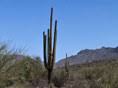 The fruit of the prickly pear cactus, also called cactus prickly pear cactus bugs. The Prickly Pear Cactus Opuntia Desertusa Video