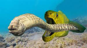 Moray eels are such interesting creatures that are often a highlight of a scuba diving adventure. Moray Eel Attack Moray Eel The Carnivorous Fishes Eat Each Other Youtube