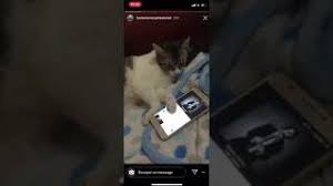 Muslum Babaya Eslik Eden Kedi Mp3 Mp4 Flv Webm M4a Hd Video Indir