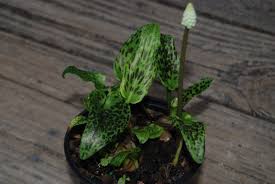 Image result for Drimiopsis barteri