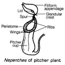 Black And White Images Of Pitcher Plant Nutrition In Plants Class 7 Notes Science Chapter 1 Learn Cbse Cbseclass7sciencenotes Nutrition In Plants Science Notes Notes