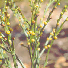 Image result for Psilotrichum