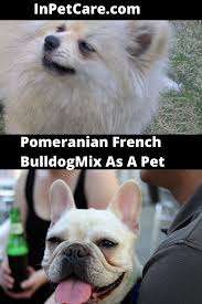 .bulldog puppies for sale, there are a few types of bulldogs within the canine kingdom, the french bulldog posses a special characteristics that connects to its owner, be sure to see the french bulldog puppies. Pomeranian French Bulldogmix As A Pet French Bulldog French Bulldog Mix Pomeranian Mix Puppies