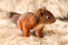 In Der Natur Eichhornchen Hilfe Dorsten Eichhornchen Eichhornchen Futterhaus Susse Tiere