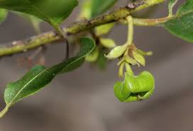 Image result for Diospyros loureiriana