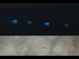 In nederland langs de kust is zeevonk, of noctiluca scintillans te vinden in de warmere dagen. Zeevonk Noctiluca Scintillans Youtube