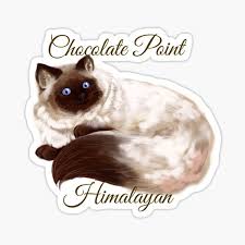 Desenhos que fiz para um criador de gatos da raça ragdoll. Seal Point Ragdoll Kitten Gifts Merchandise Redbubble