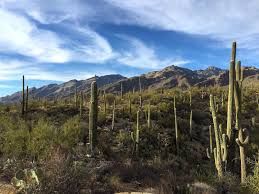 The saguaro is a columnar cactus that grow notable branches, usually referred to as arms. Three Days In Saguaro National Park