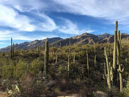 Take a hike through history on these desert trails with ancient petroglyph. Three Days In Saguaro National Park