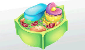 Bitki Hucresi Plant Cell Bitki Hucresi Bitki Hayvan Hucreleri