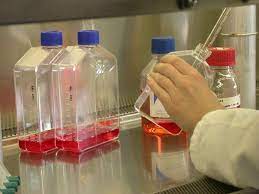 Check spelling or type a new query. German Collection Of Microorganisms And Cell Cultures Gmbh Suggestions For Handling Cultures On Receipt