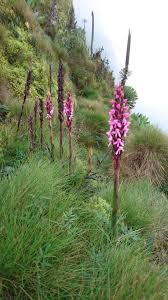 Image result for Disa eminii