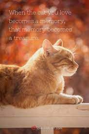 Pin By Sarah Maxwell On 21 Day Fix Pet Quotes Cat Pet Grief Cat Quotes Funny