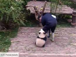 Animaux trop chou, animaux mignons. Trop Mignon Un Bebe Panda Ne Veut Plus Quitter Son Soigneur Femme Actuelle Le Mag