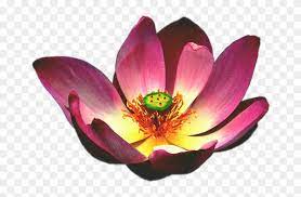 We did not find results for: Fleur Lotus Png Gambar Bunga Teratai Png Transparent Png 700x525 464279 Pngfind