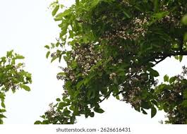 Image result for Millettia pinnata