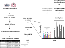 Itraq | the cellular tracking device with #nogps #nobt #nomonthlyfee. Peptide Labeling Using Isobaric Tagging Reagents For Quantitative Phosphoproteomics Abstract Europe Pmc