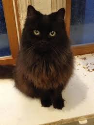 Cheek and chin scratches make me so happy! 13 Domestic Black Long Hair Ideas Cats Long Haired Cats Black Cat