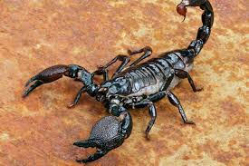 Remove anything that this pest if you cannot resolve the problem yourself, get professional help. How To Get Rid Of Scorpions Tips Getridofthings Com