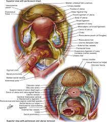 Pelvic floor anatomy, pelvic floor therapy, physical therapist gift, pelvic floor specialist gift, physical therapy office art, pt art. References In Surgical Exposure And Anatomy Of The Female Pelvis Surgical Clinics