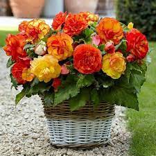 Pin By Cristina Menezes On Morning Begonia Flower Pots Planting Bulbs