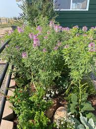 Image result for Eriosema monticola