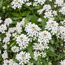5 out of 5 stars (246) 246 reviews $ 29.50 free shipping favorite add to. Candytuft Iceberg Iberis Amara Seeds Select Seeds