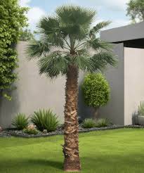 Image result for Washingtonia
