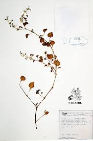 Image result for Alternanthera tenella