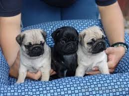 1 00 Regalo Cachorros Carlino Pug Macho Y Hembra Para Adopcion Regalo Cachorros Carlino Pug Macho Y Hembra Para Perro Pug Bebes Pug Bebes Perro Raza Pug