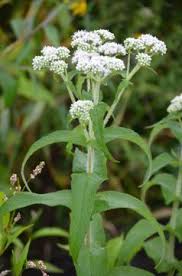 Image result for Clutia angustifolia