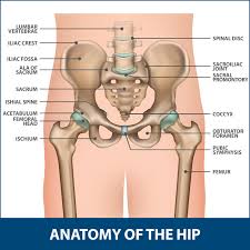 The ilium bone forms the superior portion of the os coxa, the ischium bone the lower posterior portion, and the pubic bone (pubis) the lower anterior portion. Hip Fractures Information Florida Orthopaedic Institute